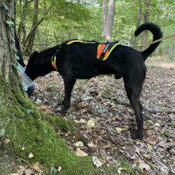 Mantrailing pattesvagabondes