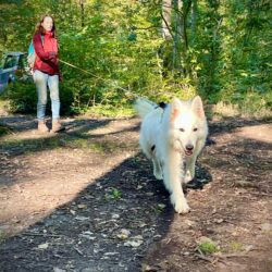 Mantrailing pattesvagabondes